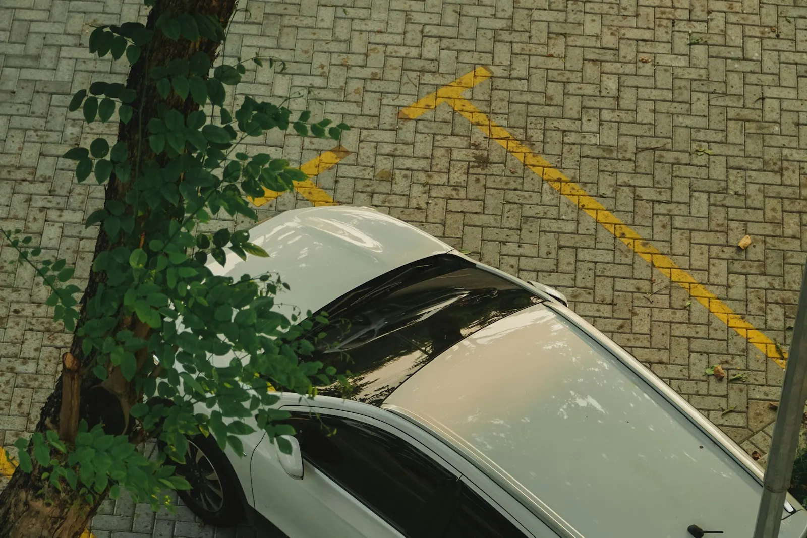 Bir ağacın yanındaki çizgili park yerine bırakılmış beyaz otomobilin yukarıdan görünümü